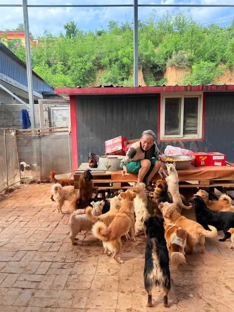 🐾 Giving Back: Supporting “Dog Mom” and Her Shelter in Taiyuan, China