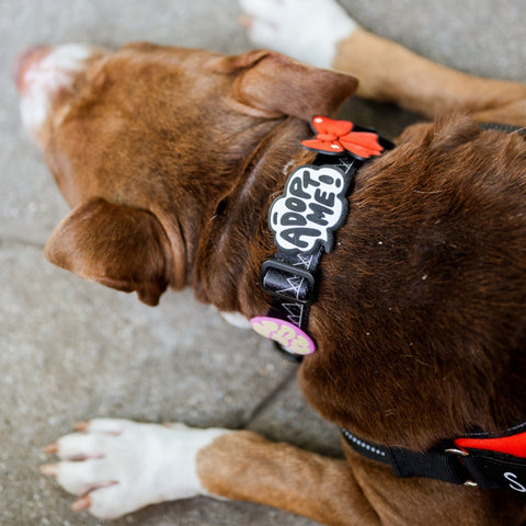 Jiby Dog Crew - Do Not Pet Jiby Dog Charm
