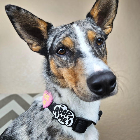 Jiby Dog Crew - Do Not Pet Jiby Dog Charm