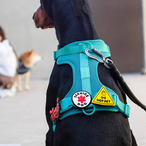 Jiby Dog Crew - Do Not Pet Jiby Dog Charm