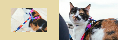 Zee.Dog - Prisma | Cat Harness with Leash