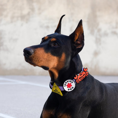 Jiby Dog Crew - Do Not Pet Jiby Dog Charm