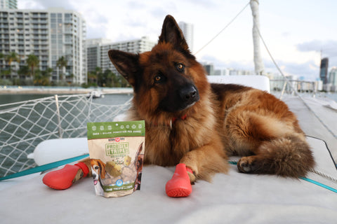 BOSS DOG BRAND, INC. - Boss Dog & Boss Cat Probites W/ Tripe- Lamb (3oz)