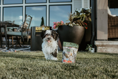 BOSS DOG BRAND, INC. - Boss Dog & Boss Cat Probites W/ Tripe- Beef (3oz)