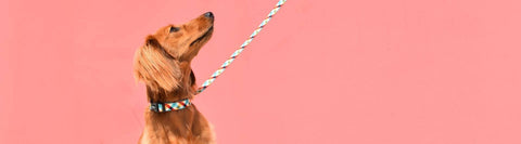 Zee.Dog - Phantom | Collar