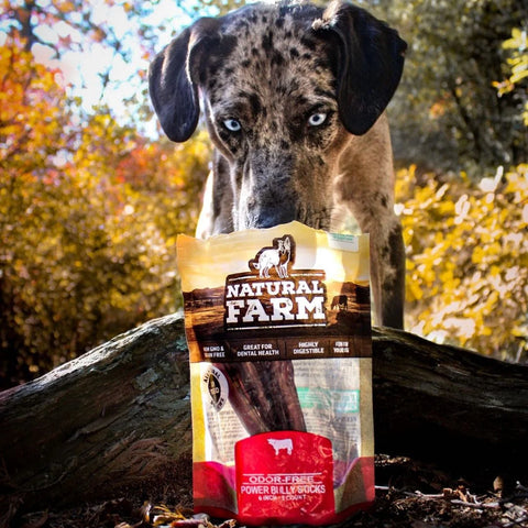 Hard Chew - Power Bully Sticks  12 inch