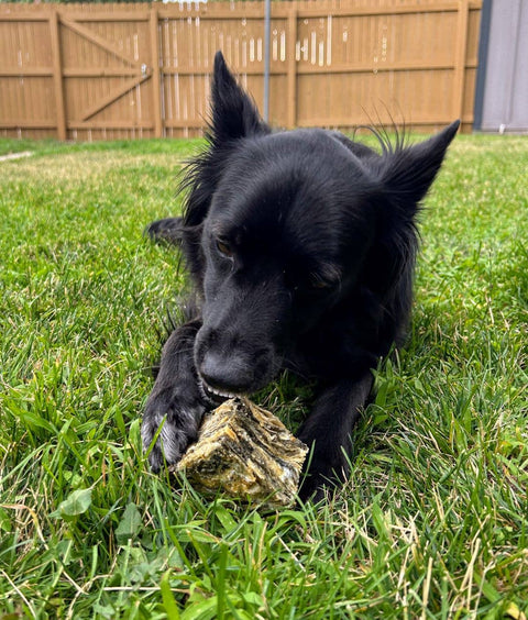 Icelandic+ - Cod Skin Large Cube Dog Treat