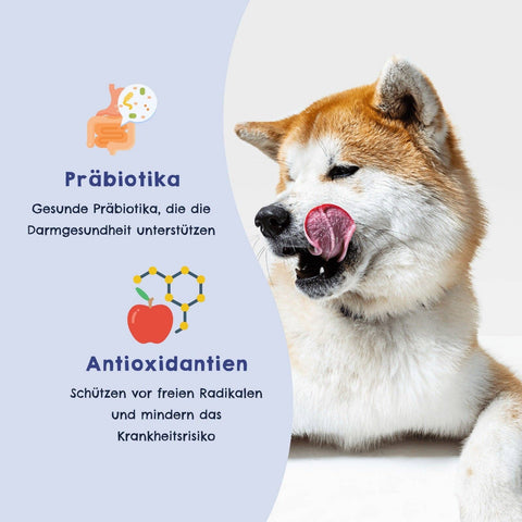 HAPPY JACKY - HAPPY JACKY | extra sensitive high-premium wet food for dogs without grains | kangaroo with parsnip, apple & quinoa | without preservatives, sugar-free