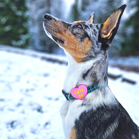 Jiby Dog Crew - Do Not Pet Jiby Dog Charm