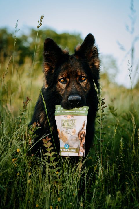 BOSS DOG BRAND, INC. - Boss Dog & Boss Cat Probites W/ Tripe- Lamb (3oz)