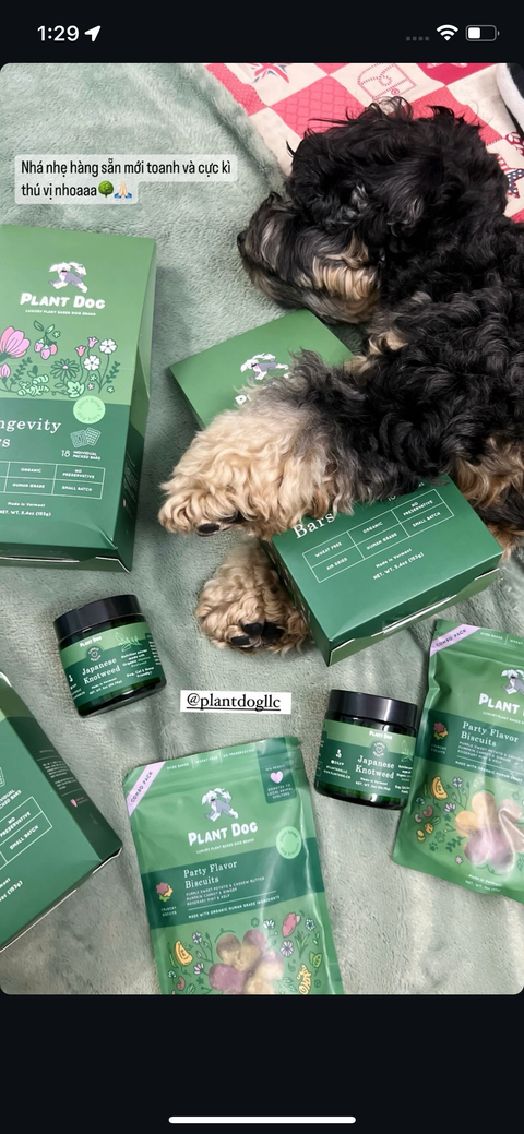 Plant Dog LLC - Japanese Knotweed Powder