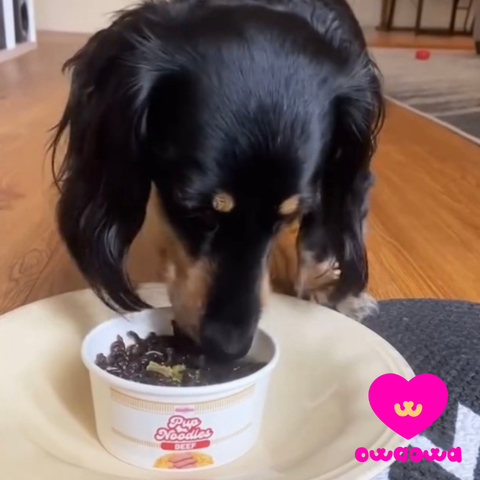 Owa Owa - Pup Noodles Beef- VIRAL cup noodles for dogs & cats