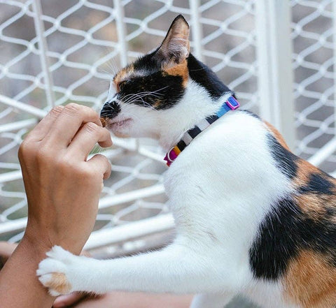 Zee.Dog - Prisma | Cat Harness with Leash