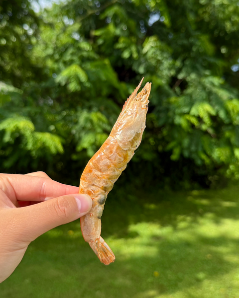 💛 Lex&Levie x Golden Nibbles — Summer Crush 💚