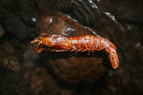 Wild n Fresh Treats - Dehydrated Argentine Red Shrimp