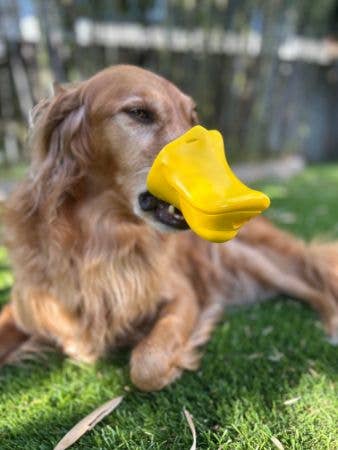 SnoggyDogs LLC - The Quacker