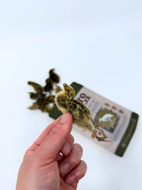 Litto Howler - Whole Prey Quail Chicks | 15 Count