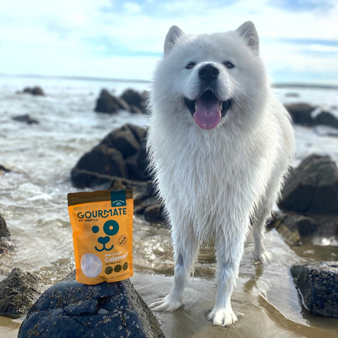 Gourmate Pet Treat Co. - Gourmate Wild Caught Calamari | 100% Squid Treat