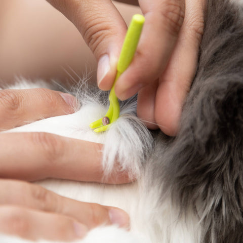 TickCheck - TickCheck Tick Remover Value 3 Pack