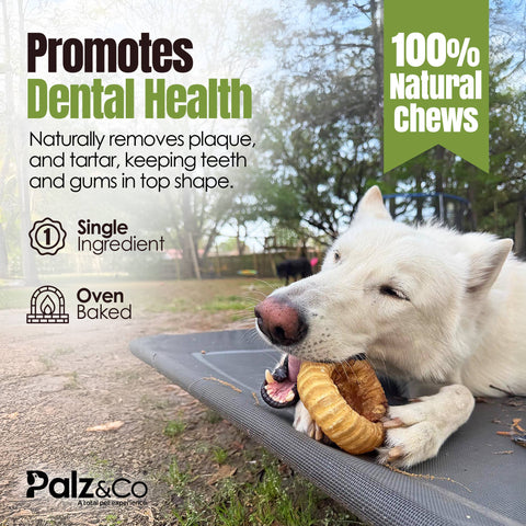 Palz&Co - Moodog Beef Trachea Donut - Pack of 1