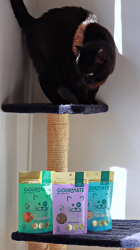 Gourmate Pet Treat Co. - Gourmate Gurnard Fish Bites | Freeze Dried Cat Treats