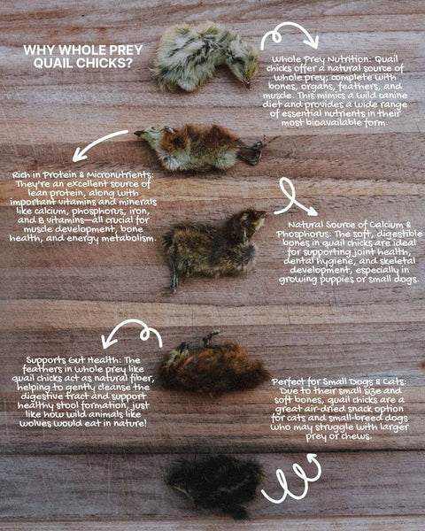 Litto Howler - Whole Prey Quail Chicks | 15 Count