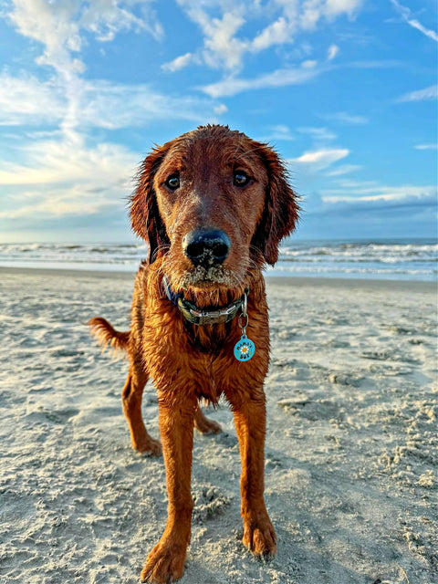 Bad Tags - Enamel Dog ID Tag with Personalized QR Code - Mama's Boy