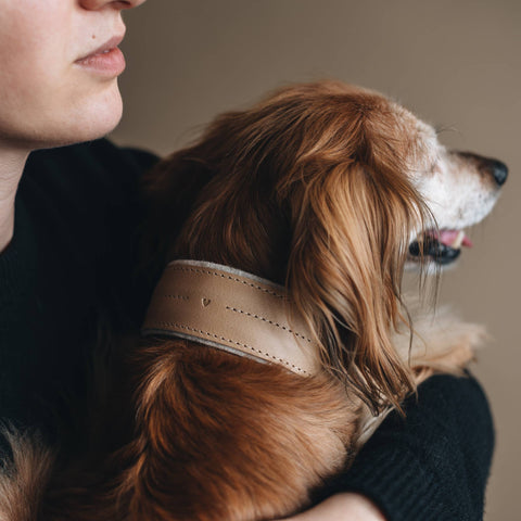 BAND&ROLL - Wool Padded Wide Dog Collar. Pine