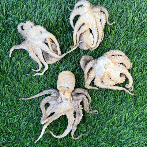 Golden Nibbles - Baby Octopus - Bag of 5 - Freeze Dried Treats for Dogs & Cat