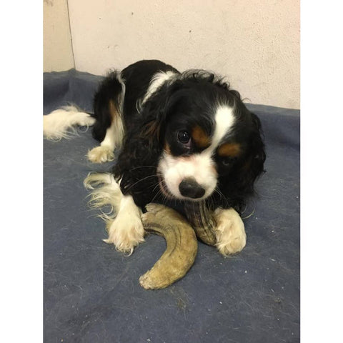 Icelandic+ - Icelandic+ Small Lamb Horn with Marrow 36-Ct Display Box