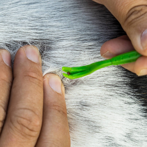 TickCheck - TickCheck Tick Remover Value 3 Pack