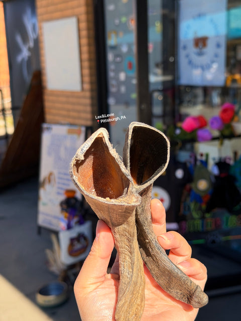 Medium chew - Lamb Horn Dog Treat