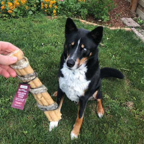 Icelandic+ - Beef Collagen Dental Chew Wrapped With Cod Skin  4"