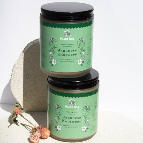 Plant Dog LLC - Japanese Knotweed Powder