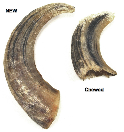 Medium chew - Lamb Horn Dog Treat