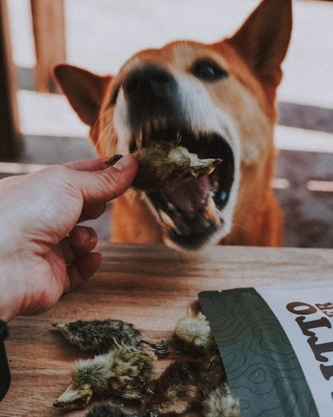 Litto Howler - Whole Prey Quail Chicks | 15 Count