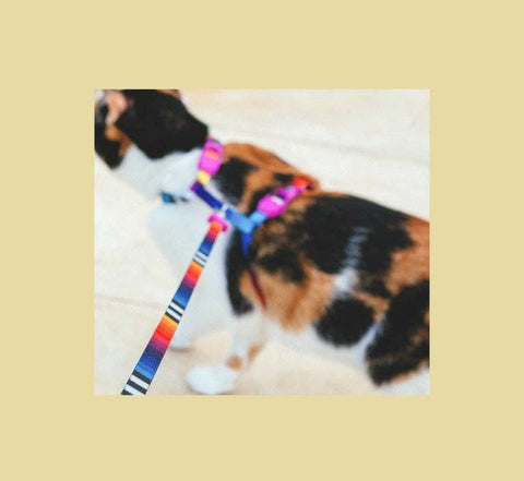 Zee.Dog - Prisma | Cat Harness with Leash