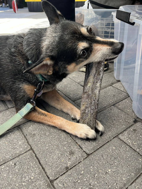 Florida Man Pet Treats - Dehydrated Mahi Mahi Dog Chew