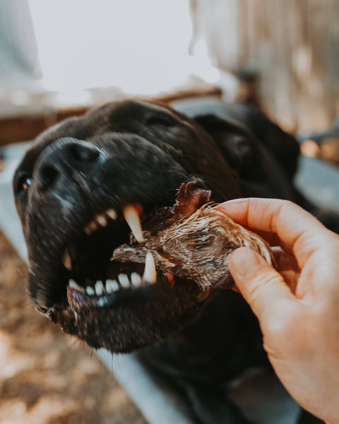 Litto Howler - Chicken Head | 6 Count