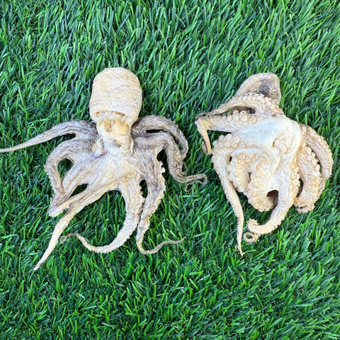 Golden Nibbles - Baby Octopus - Bag of 5 - Freeze Dried Treats for Dogs & Cat