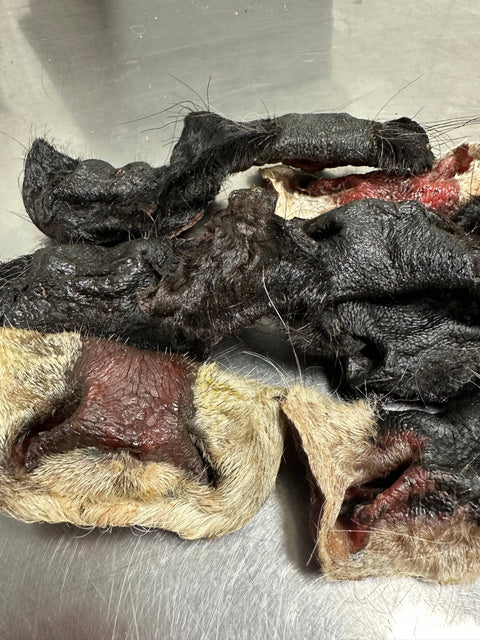 Tapia raw meats for pet food - Beef Nose