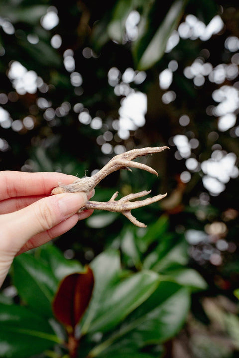 Love Liparu - QUAIL FEET | Freeze-Dried Dog + Cat Treat