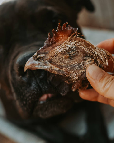 Litto Howler - Chicken Head | 6 Count