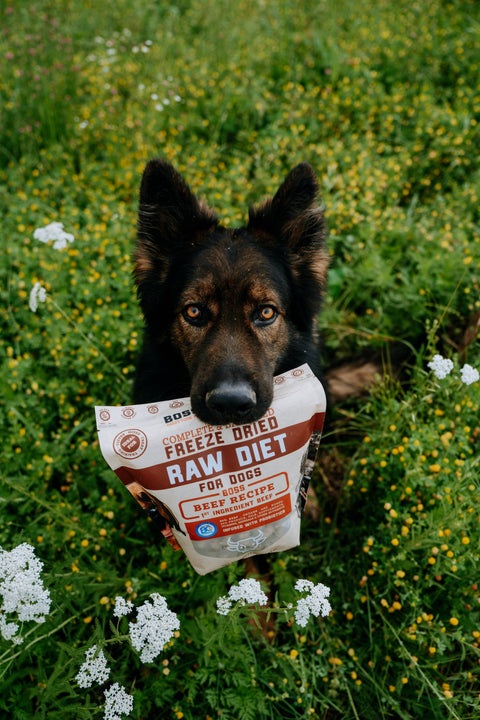 BOSS DOG BRAND, INC. - Boss Dog Freeze Drie Diet - Beef (12oz)