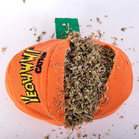 Yeowww! loween Pumpkin