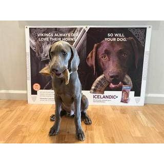 Icelandic+ - Icelandic+ Large Lamb Horn Dog Treat 12-Ct Display Box