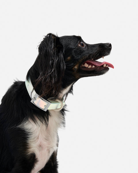 Wild One - Adjustable Waterproof Collar
