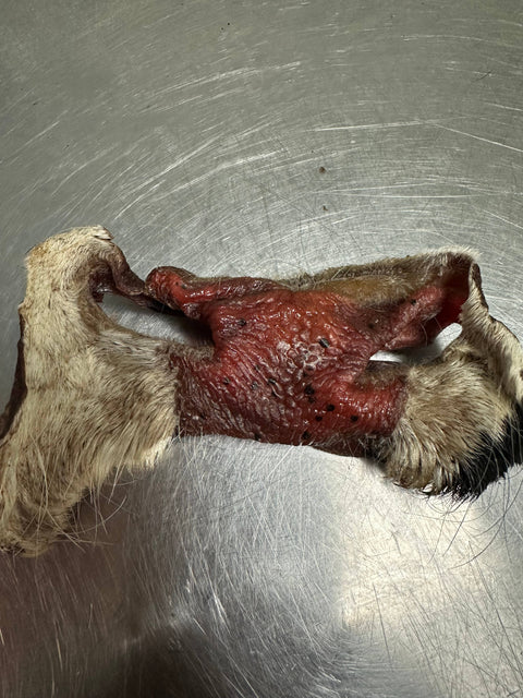 Tapia raw meats for pet food - Beef Nose