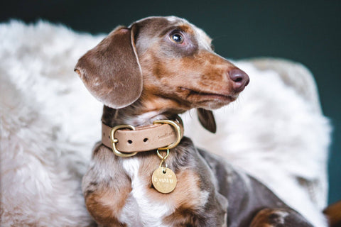 BAND&ROLL - Leather Dog Collar. Fir