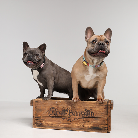 TicklessUSA - Tickless Mini Dog Chemical-Free Tick and Flea Repellent